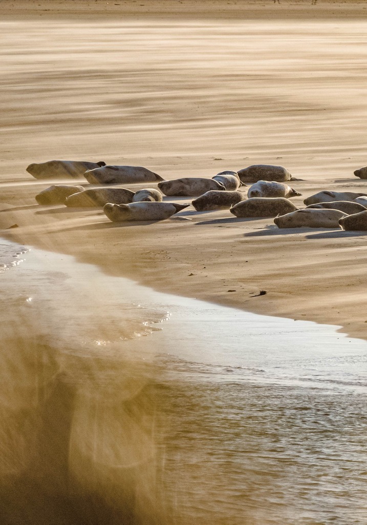 seehunde sandbank borkum