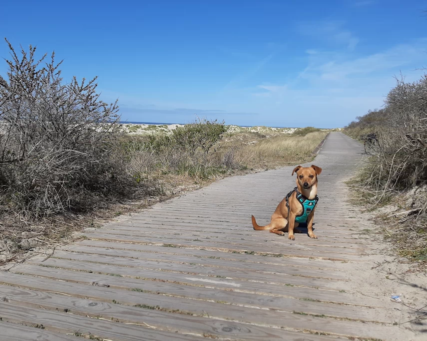 Hotel Borkum mit Hund