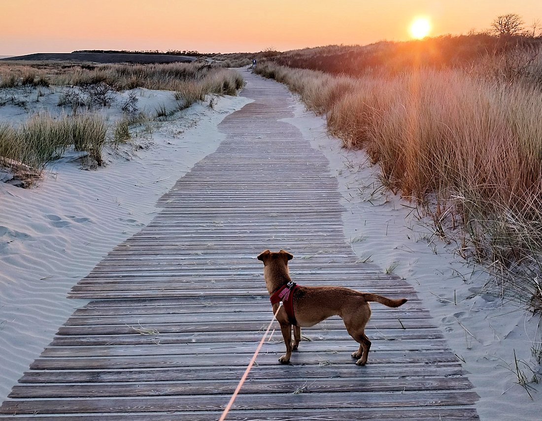 Borkum mit Hund Auszeit
