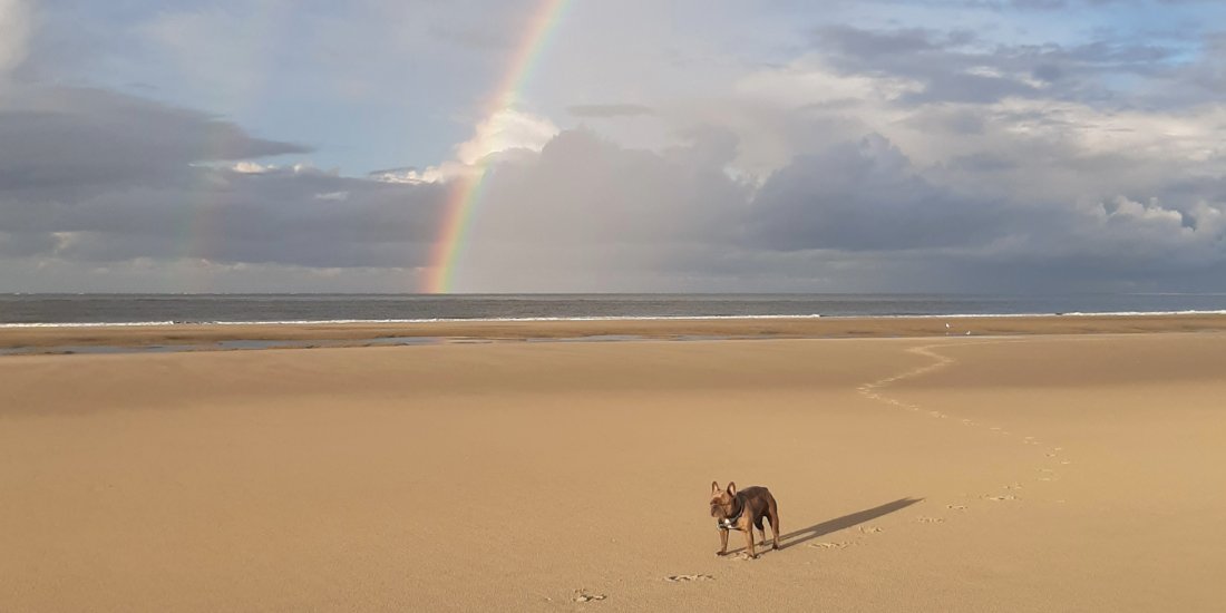 HundeGlueck Arrangement Borkum
