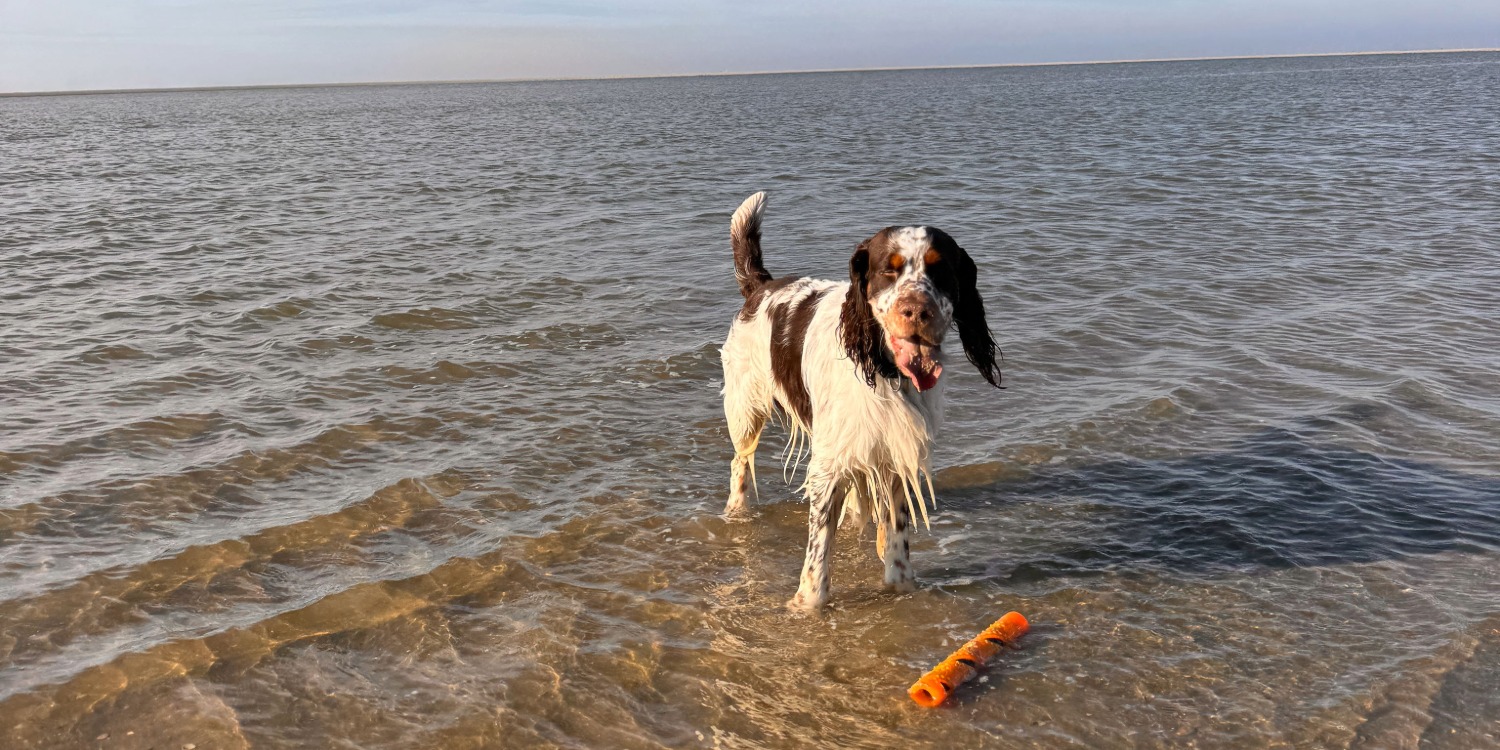 Hund im Meer auf Borkum