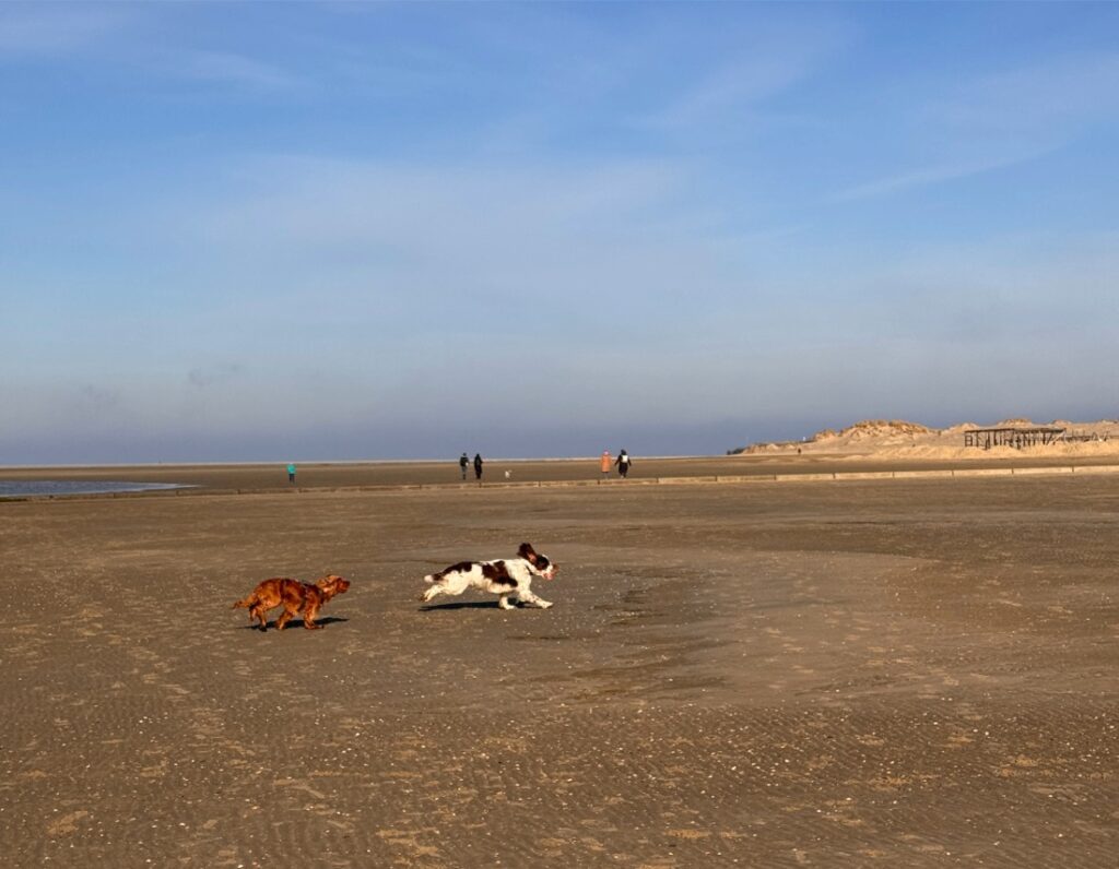Hunde toben am Strand Borkum