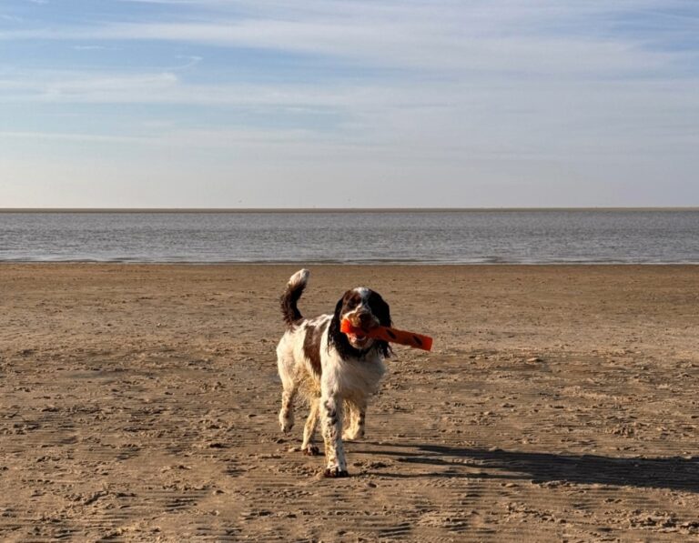 Hund Strand Borkum