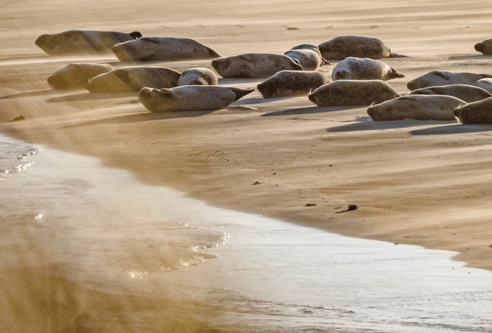 seehunde sandbank borkum